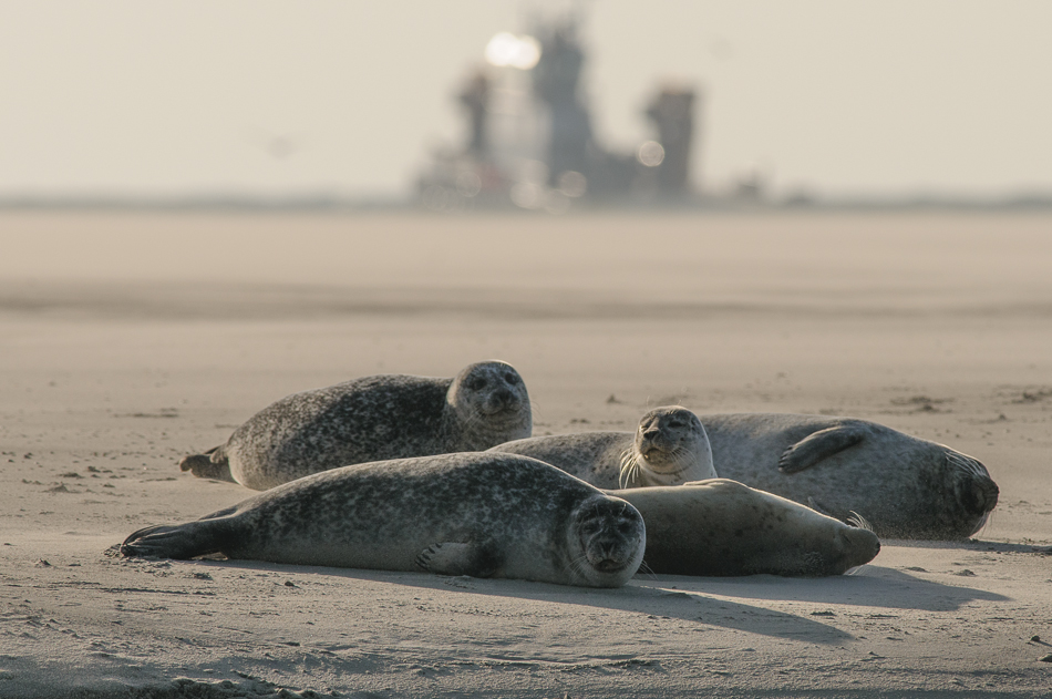 Grijze zeehond