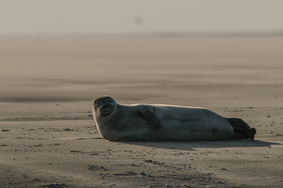 Grijze zeehond