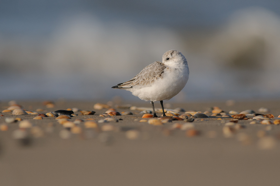 Drieteenstrandloper