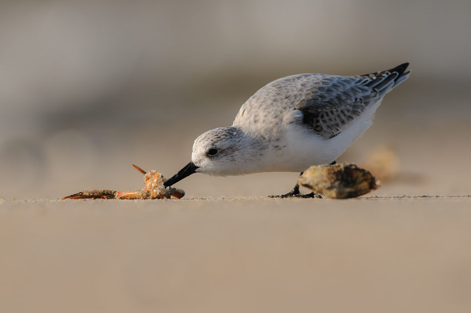 Drieteenstrandloper