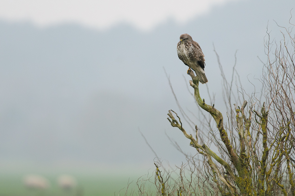 Buizerd