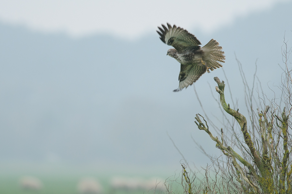 Buizerd