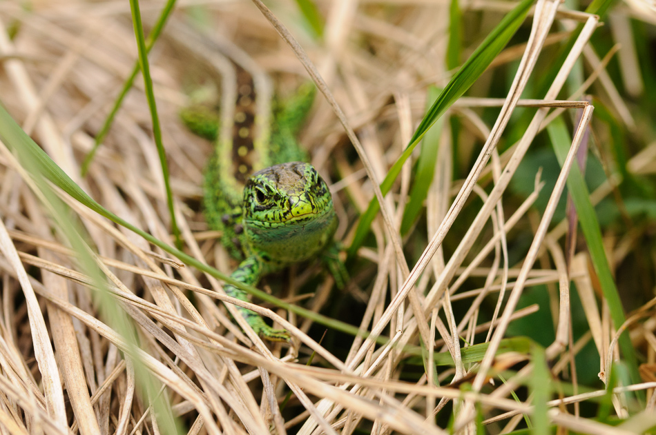 Zandhagedis