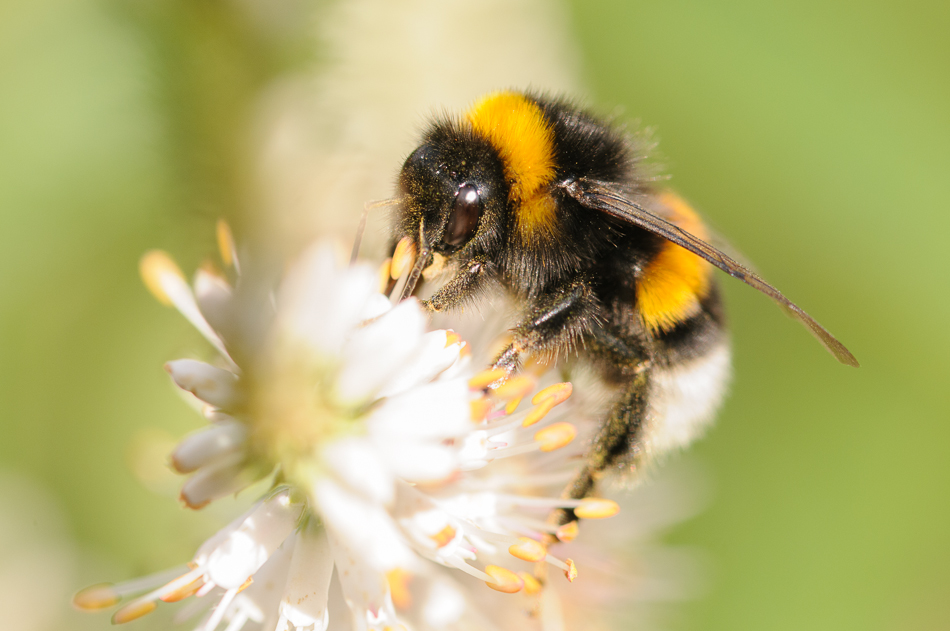 Hommel