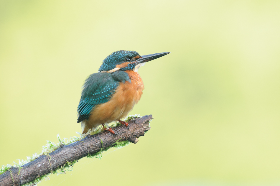 IJsvogel