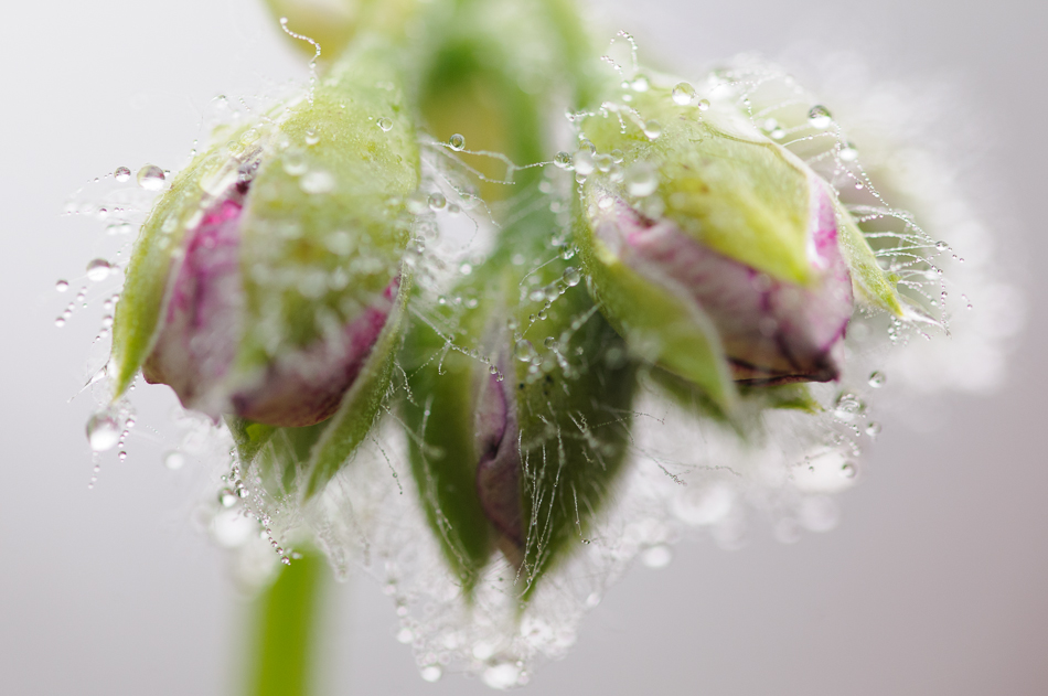 Pelargonium 