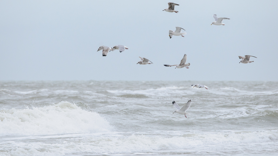 strand/zilvermeeuw