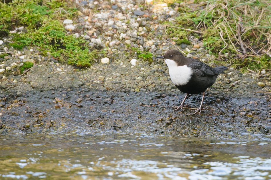 Waterspreeuw