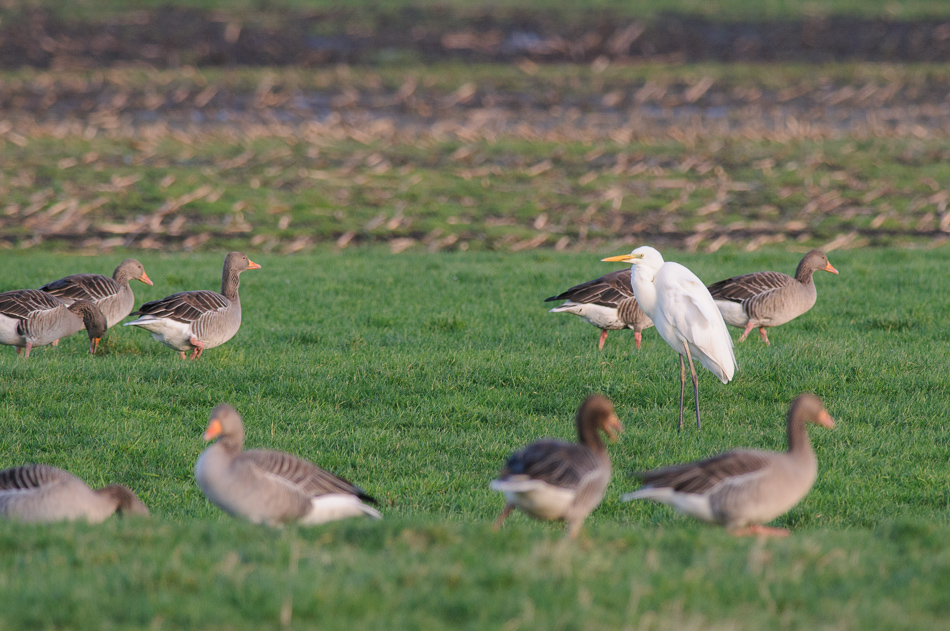 Grote Zilverreiger