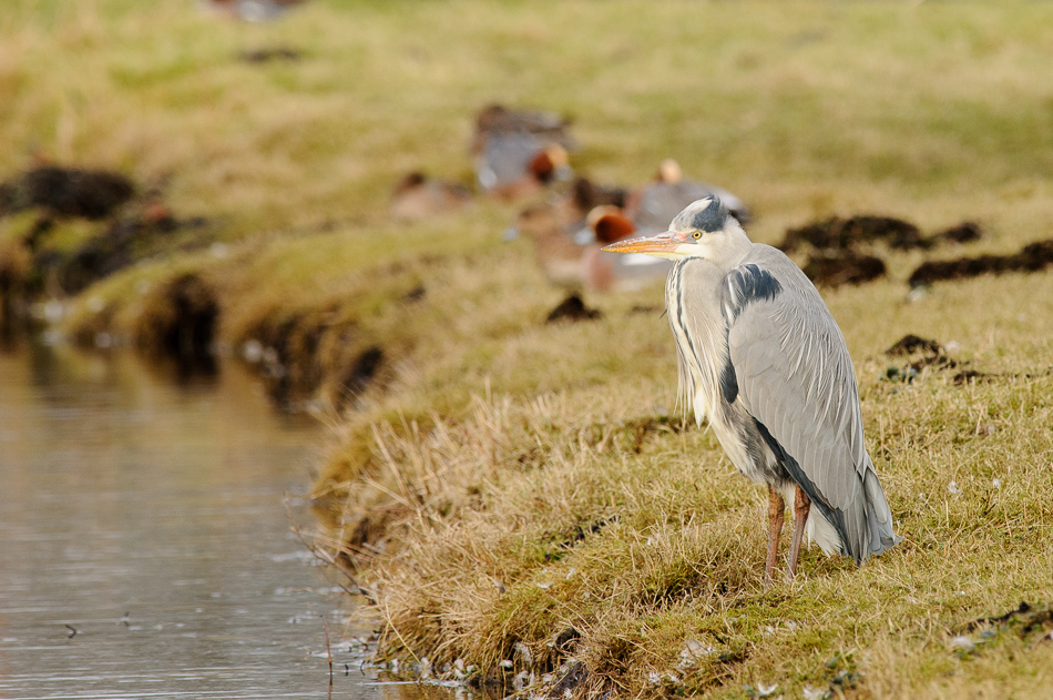 blauwe reiger