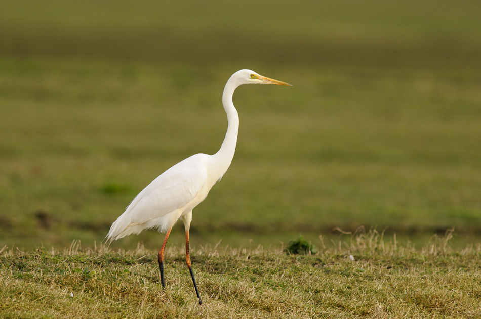 grote zilverreiger