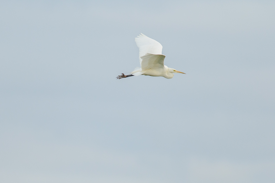 grote zilverreiger