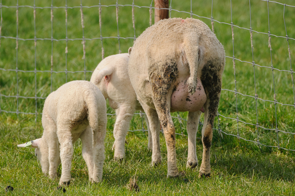 schapen