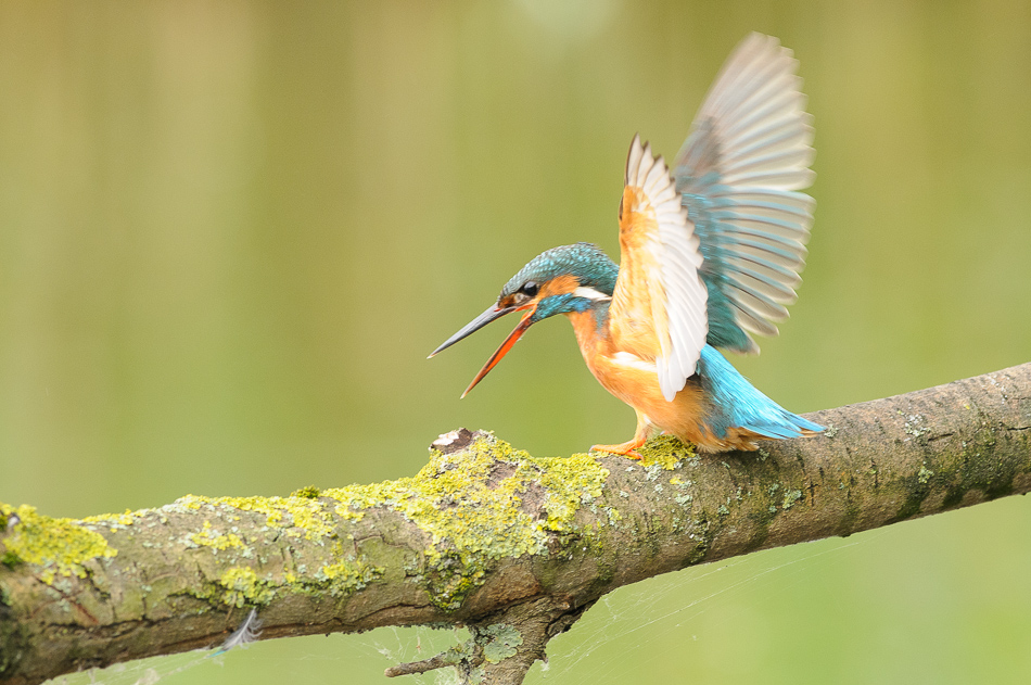 Ijsvogel