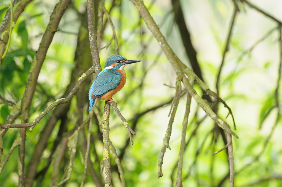 Ijsvogel