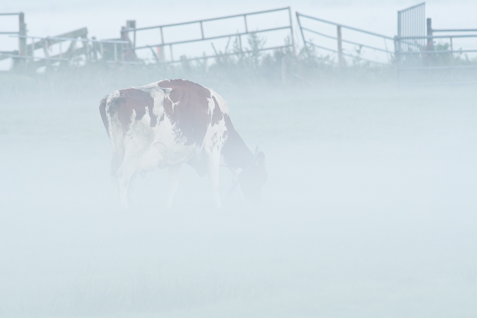 Koe in de mist