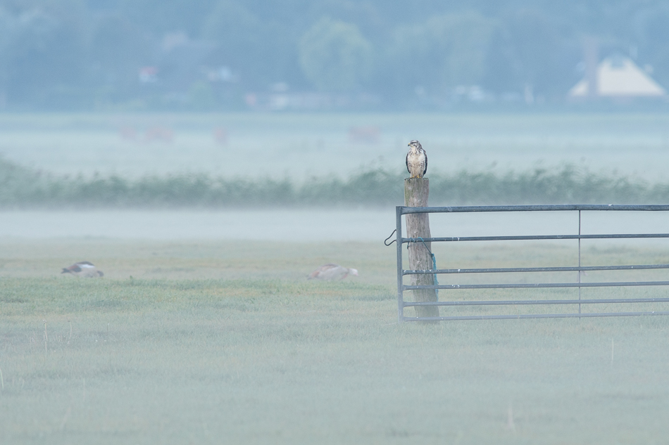 Buizerd