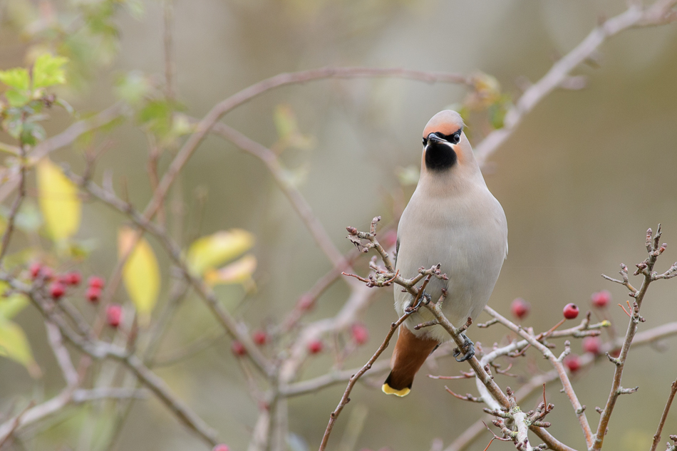 pestvogel