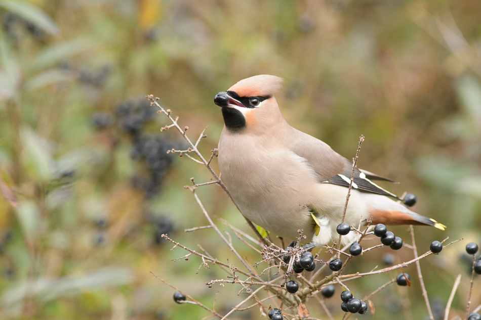 pestvogel