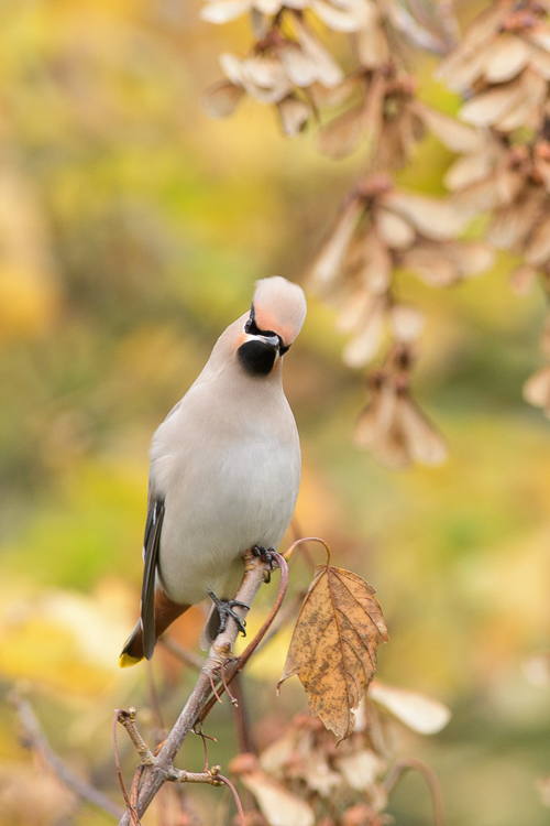 pestvogel