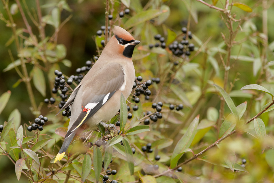 pestvogel