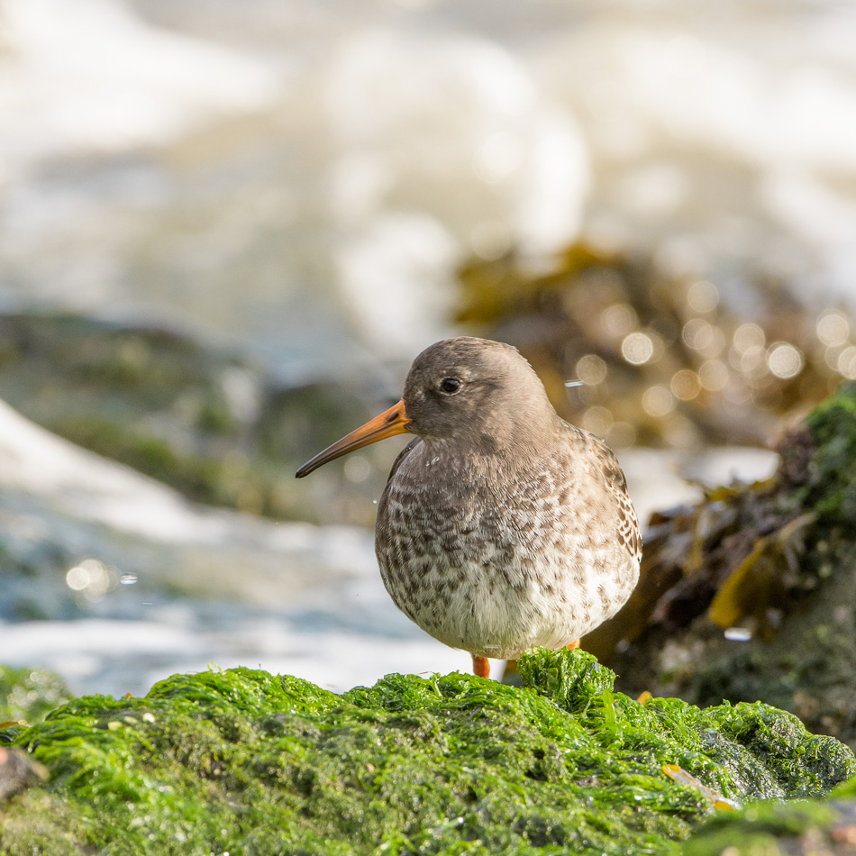 paarse strandloper