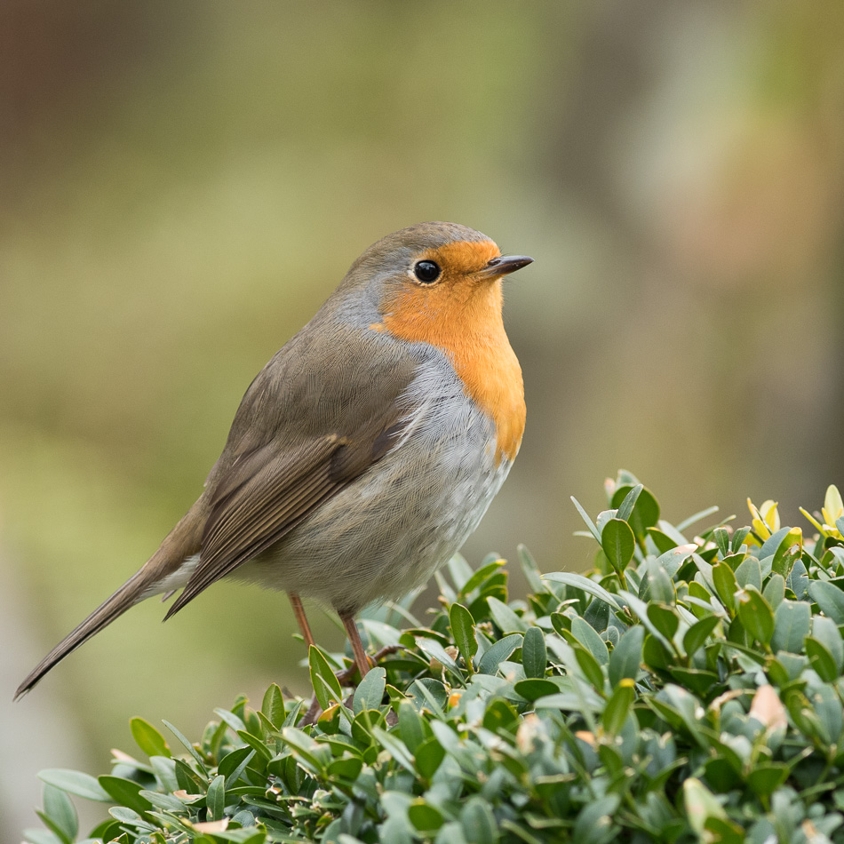 Roodborst