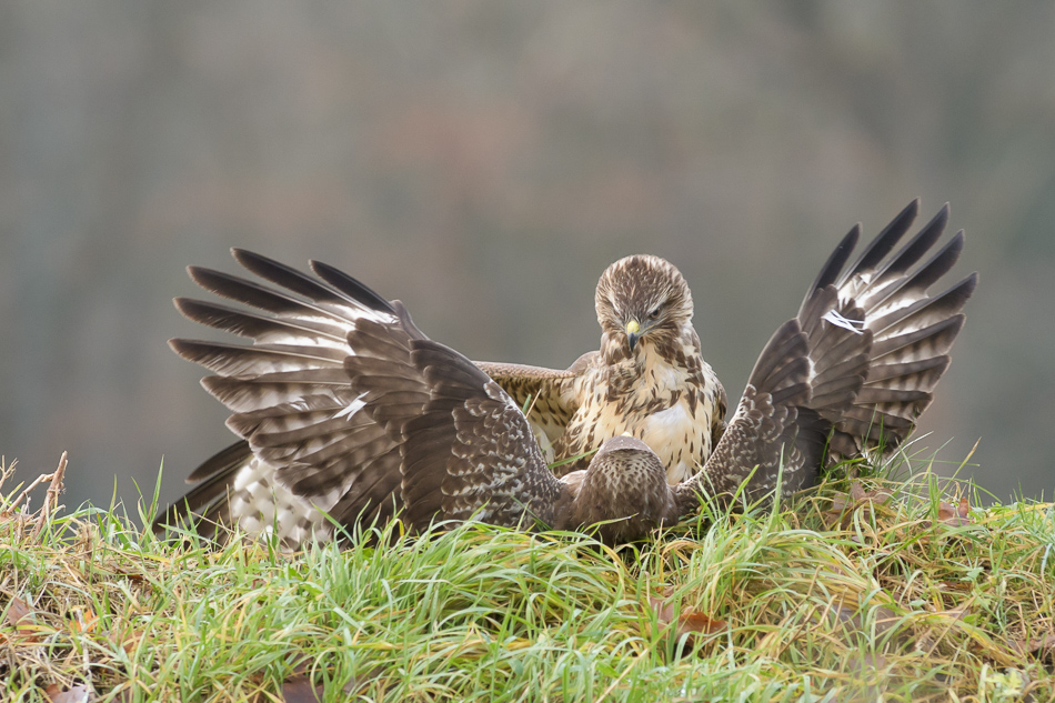 buizerd (Buteo buteo)