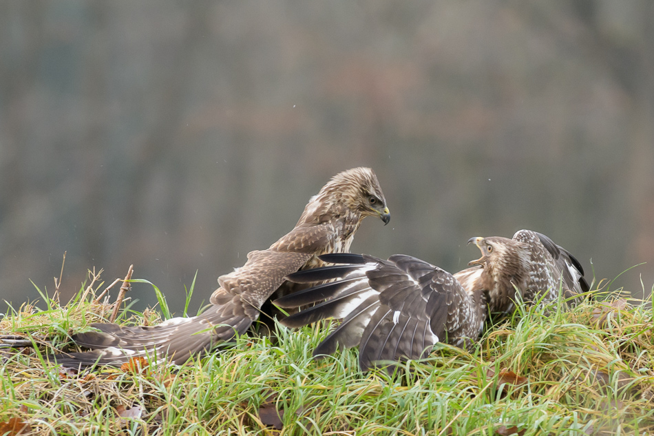 buizerd (Buteo buteo)