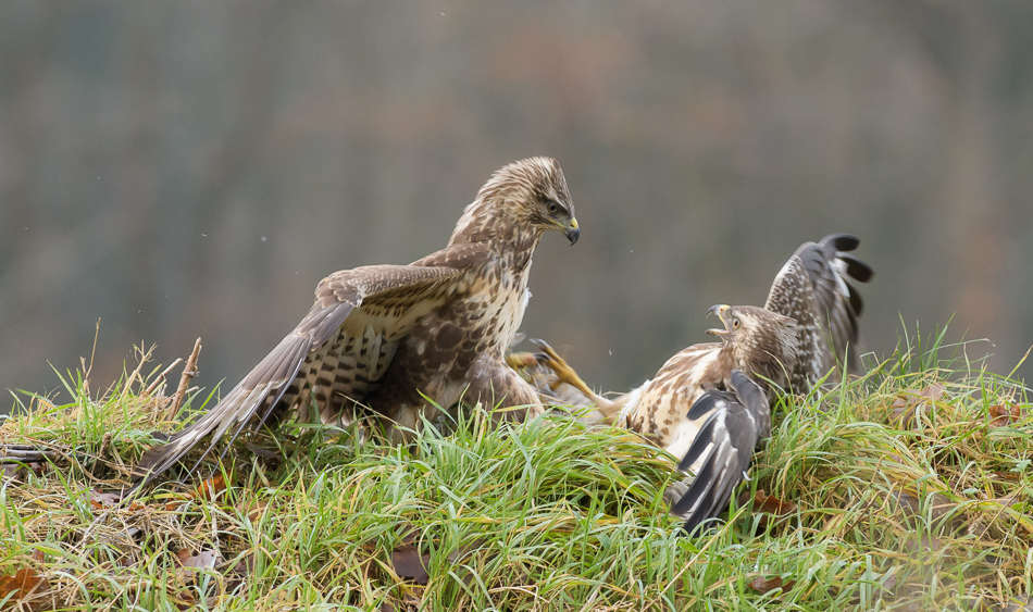 buizerd (Buteo buteo)