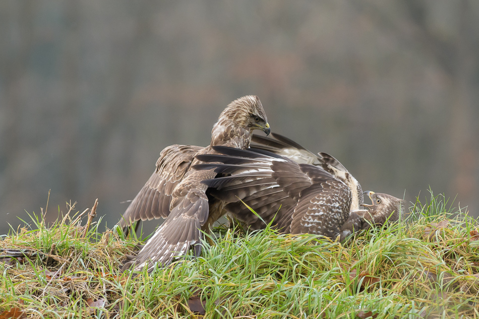 buizerd (Buteo buteo)