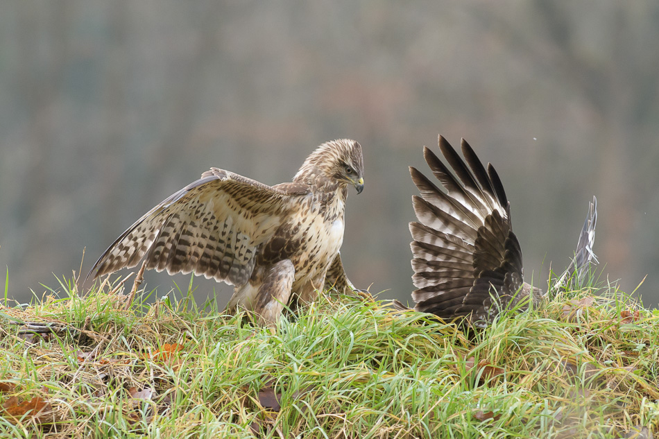 buizerd (Buteo buteo)