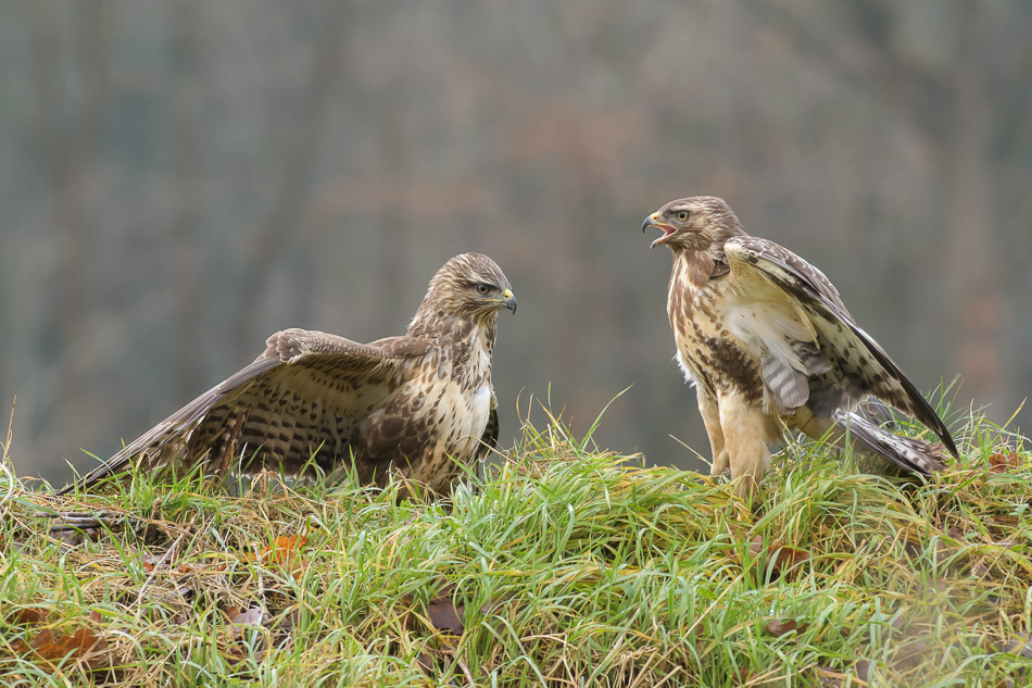 buizerd (Buteo buteo)