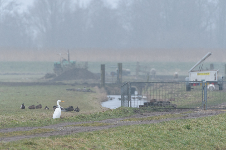 grote zilverreiger (Ardea alba)