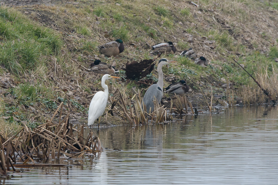 grote zilverreiger (Ardea alba)