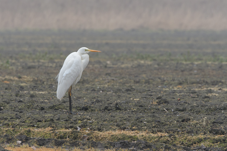 grote zilverreiger (Ardea alba)