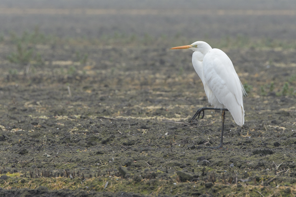 grote zilverreiger (Ardea alba)