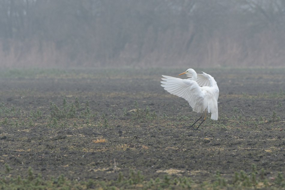 grote zilverreiger (Ardea alba)