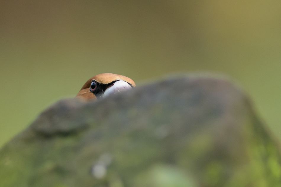 appelvink Coccothraustes coccothraustes