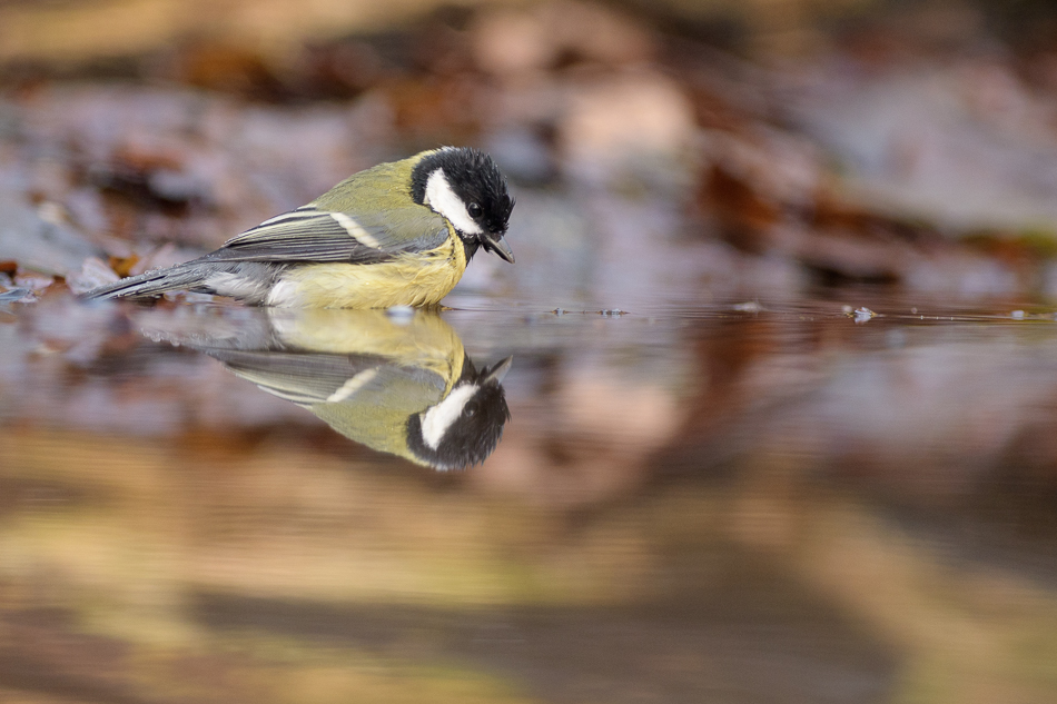 koolmees Parus major