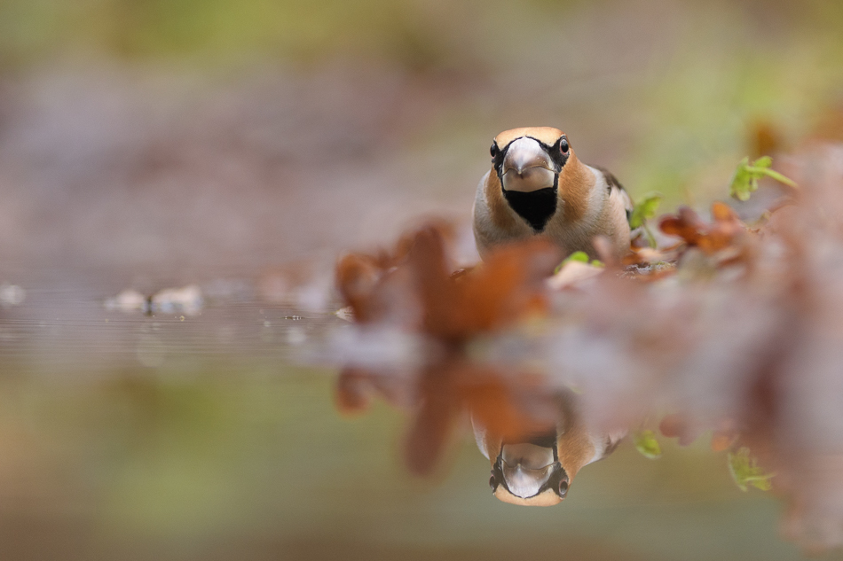 appelvink Coccothraustes coccothraustes