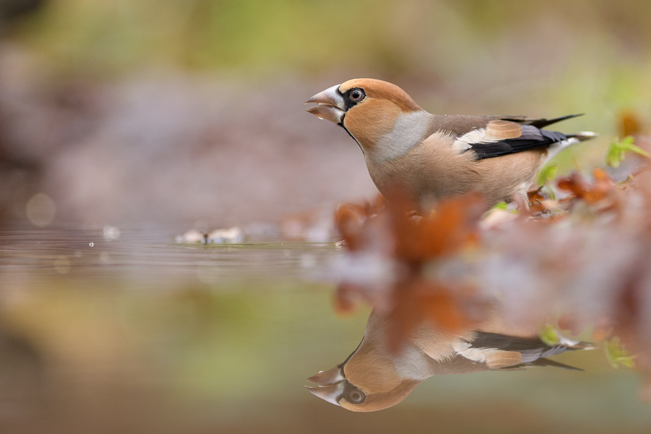 appelvink Coccothraustes coccothraustes