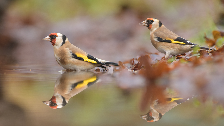 putter/distelvink Carduelis carduelis