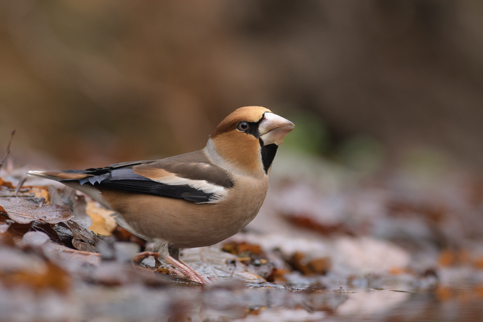 appelvink Coccothraustes coccothraustes