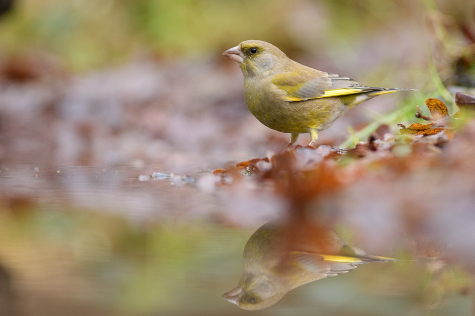 groenling Chloris chloris