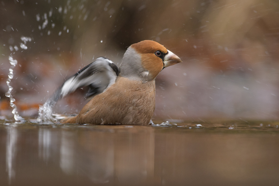 appelvink Coccothraustes coccothraustes