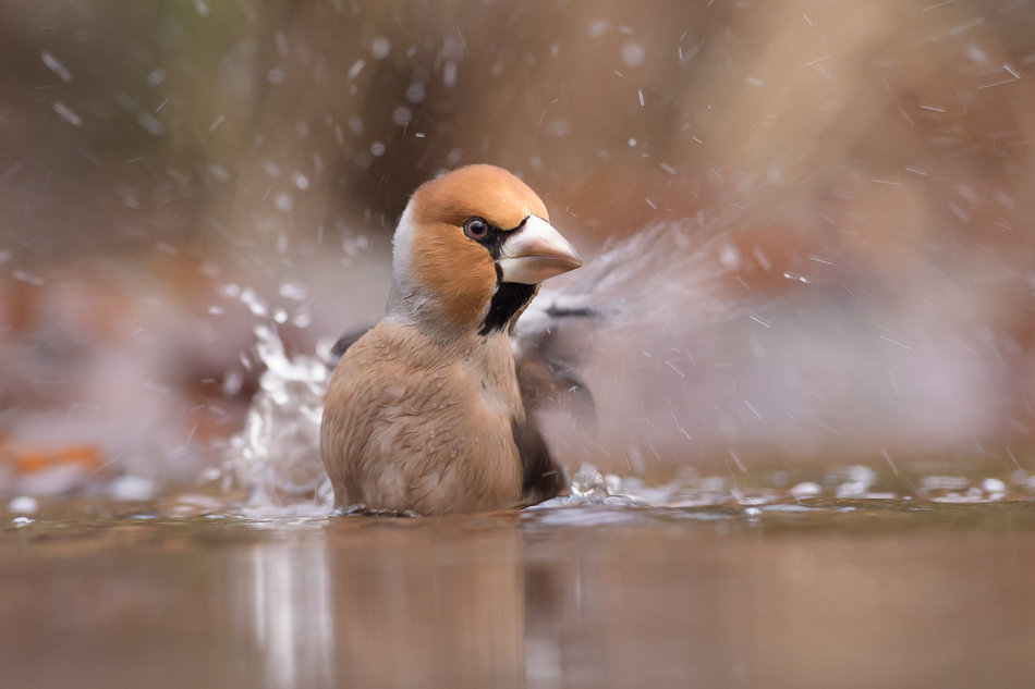 appelvink Coccothraustes coccothraustes