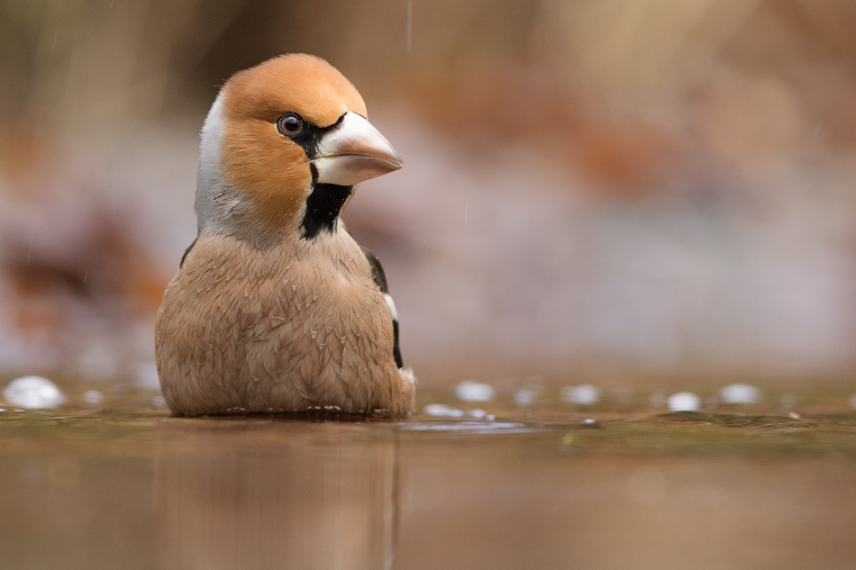 appelvink Coccothraustes coccothraustes