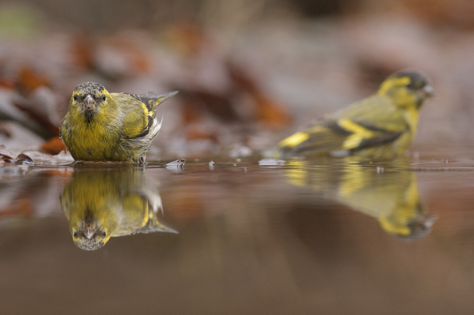 sijs Carduelis carduelis