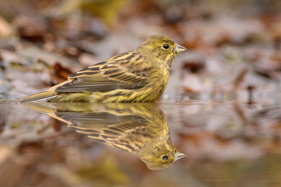 geelgors Emberiza citrinella